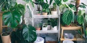 What Are the Best Indoor Plants for Purifying Air?