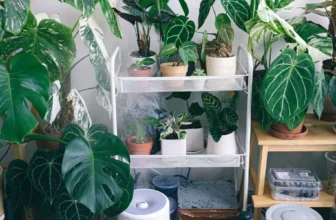 What Are the Best Indoor Plants for Purifying Air?