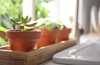 What Plants Thrive Best in Kitchen Environments?