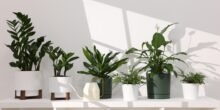 Top 5 Indoor Plants for Stylish and Fresh Home Decor